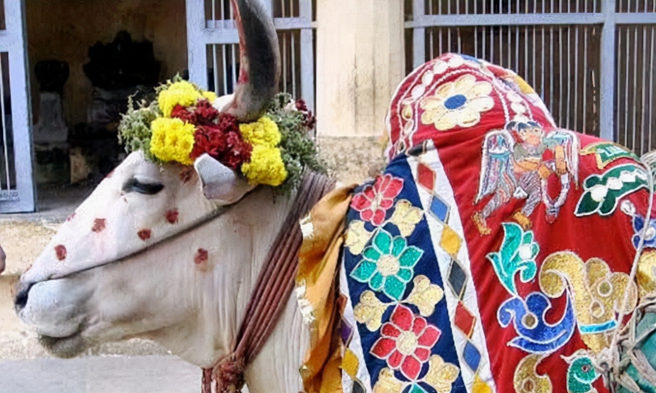 印度大叔花18万和母牛结婚,印度一男子抛妻弃子与母牛结婚