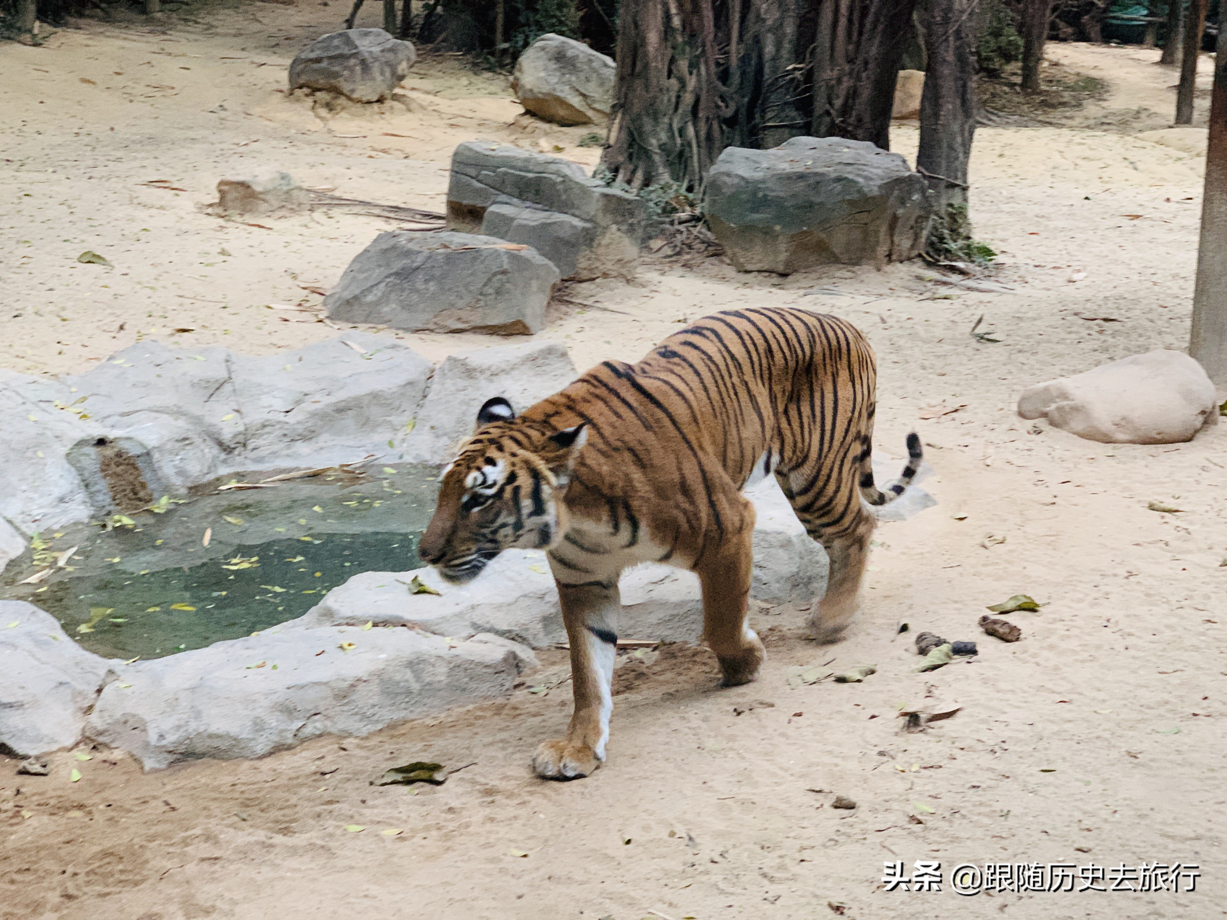 广州长隆动物园大熊猫门票多少钱,广州长隆水动物世界看大熊猫攻略