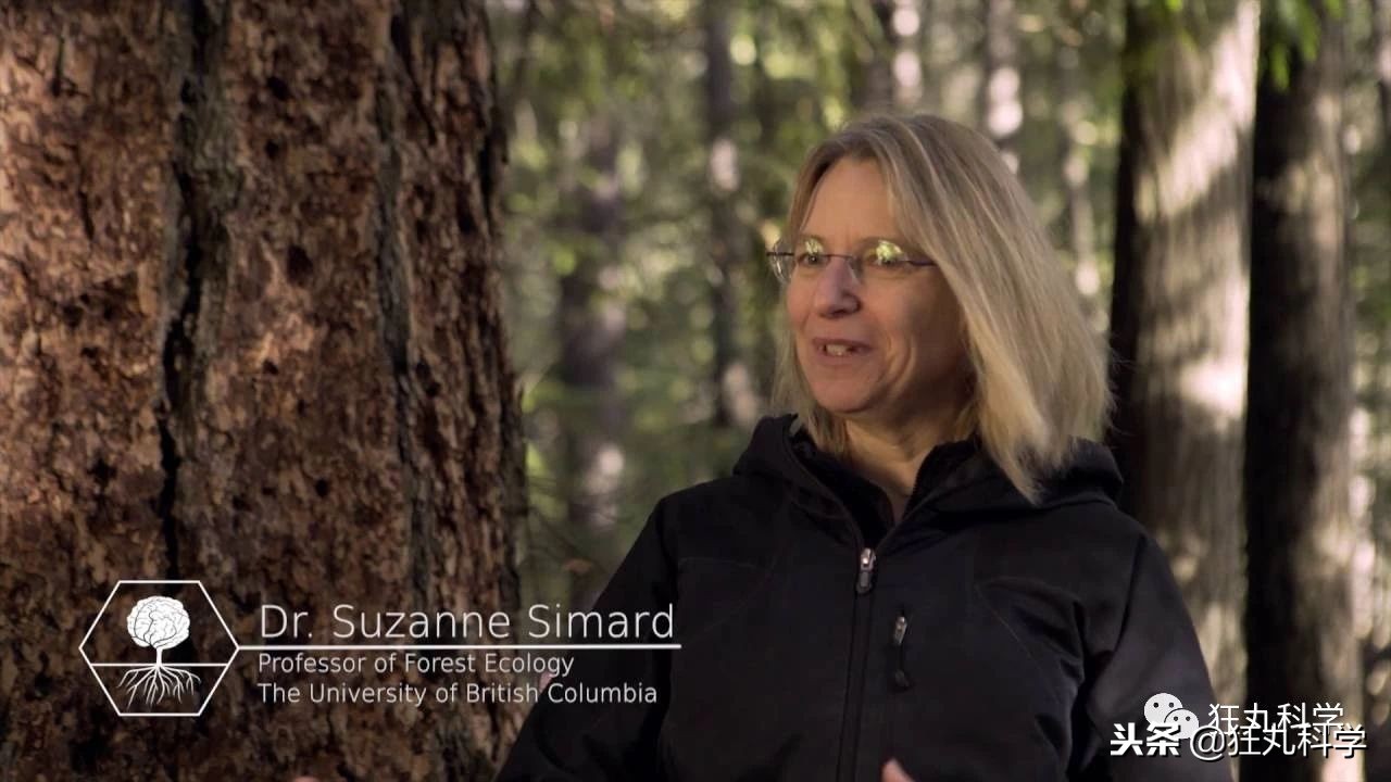 家里阳台上全是花草,家里阳台上的绿植