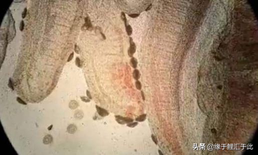 锦鲤感染车轮虫图片,锦鲤小瓜虫治疗最好办法