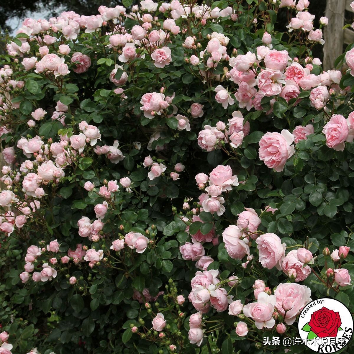 25个经典藤本月季大盘点。种一颗花满墙，新手好养长得快