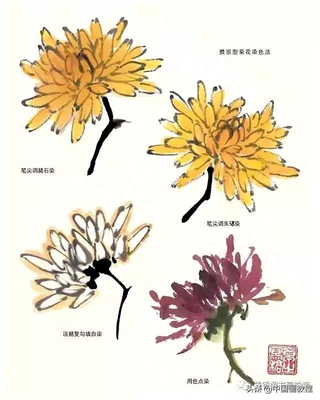 菊花花头花苞画法,菊花花头的画法步骤图片