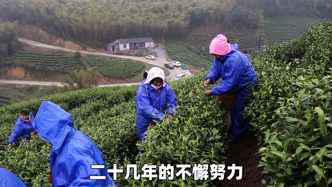 安吉白茶精选名茶的价格,安吉白茶历史视频