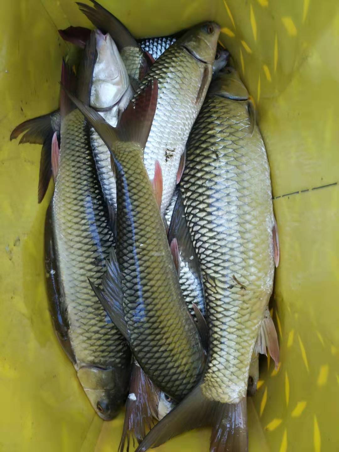 广西地区野钓鲮鱼饵料配方,大江野钓鲮鱼饵料配方