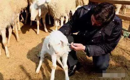 羊病100个问题,羊疾病治疗知识100问