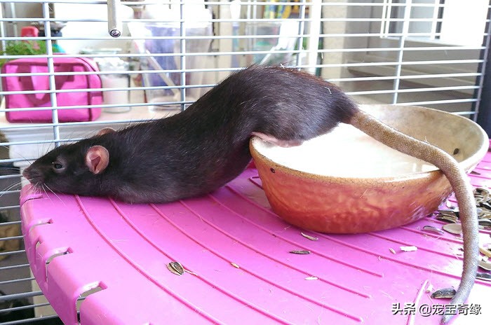 猫是液体动物还是软体动物,猫是液体做的动物