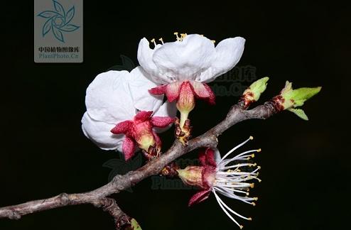 没有蔷薇科，哪里会有春天？