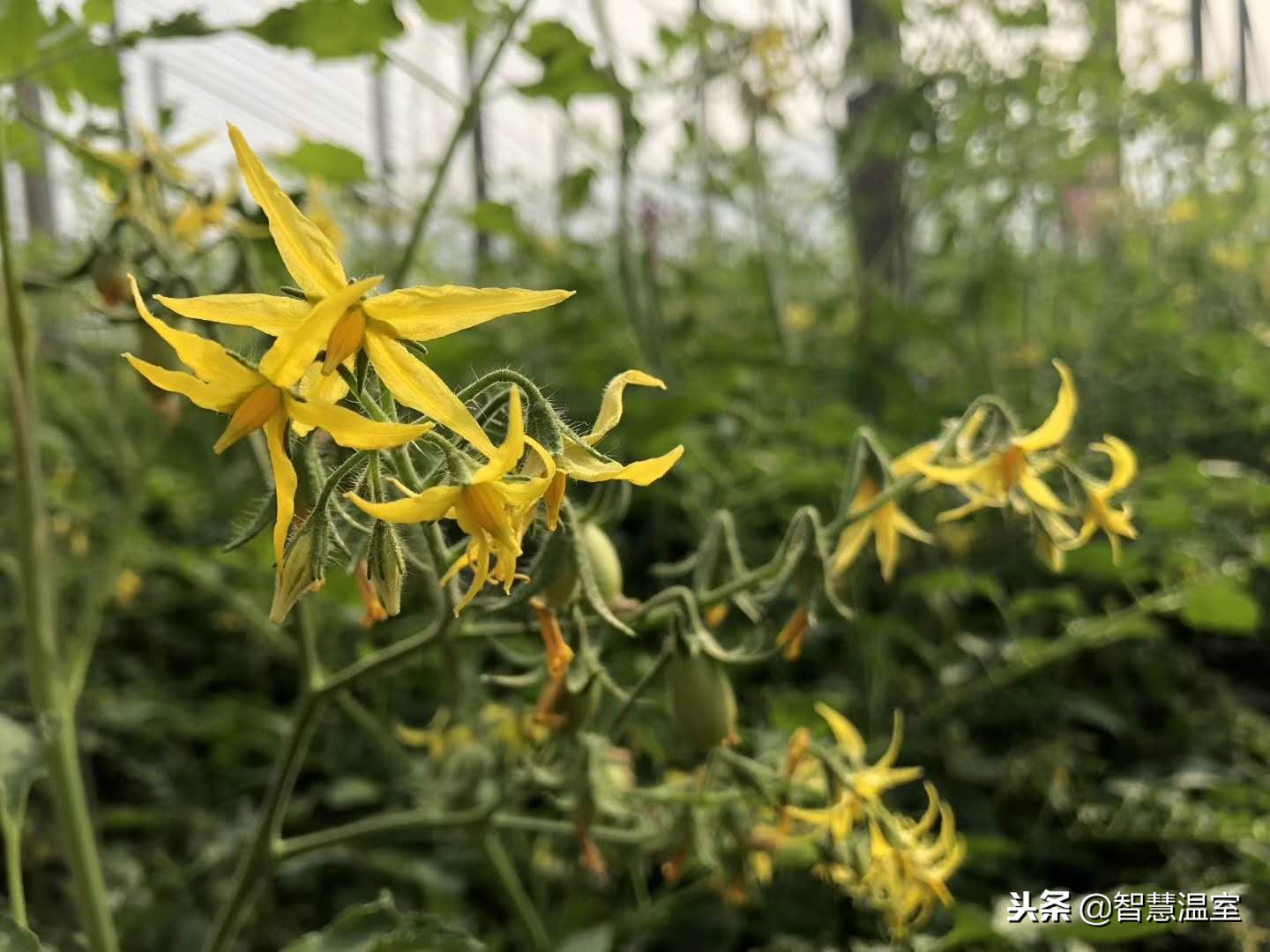 无土栽培蔬菜技术培训寿光,湖北无土栽培技术培训基地