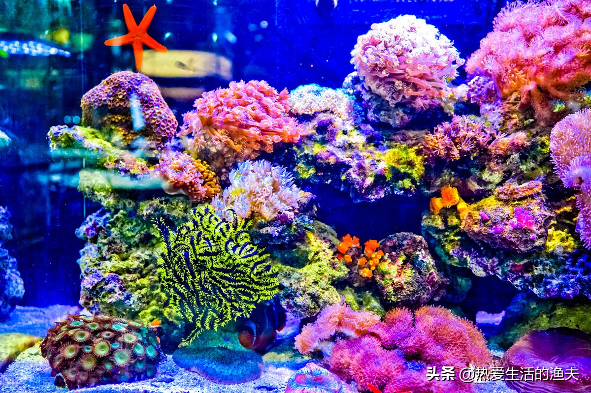 鱼缸换水能一次换全部吗,鱼缸换水可以直接换溪水吗