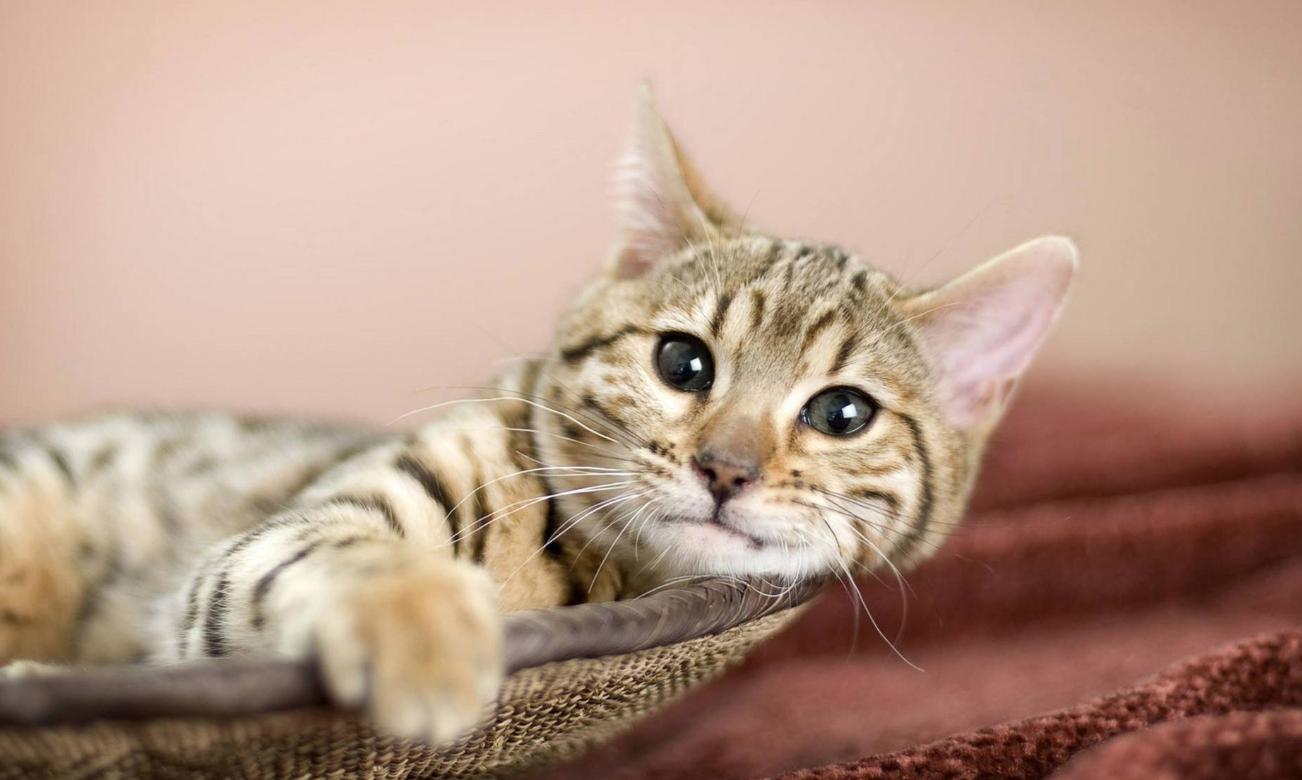 猫咪发神经跳跃,猫咪发神经