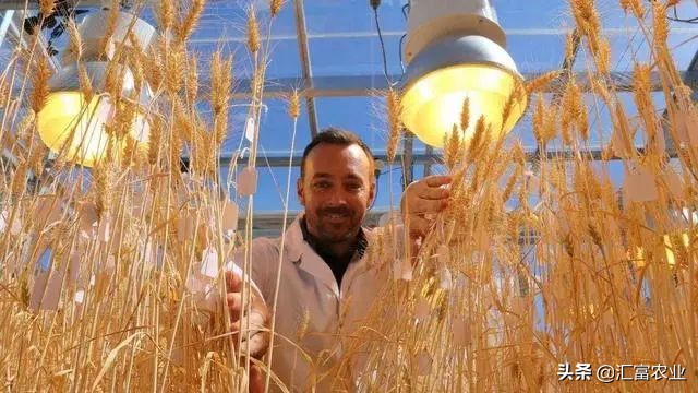 为什么种子公司的种子不能留种,农业种子为什么不能自留