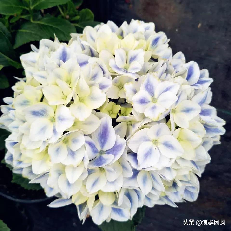 十种好看的绣球,最好看的绣球花视频