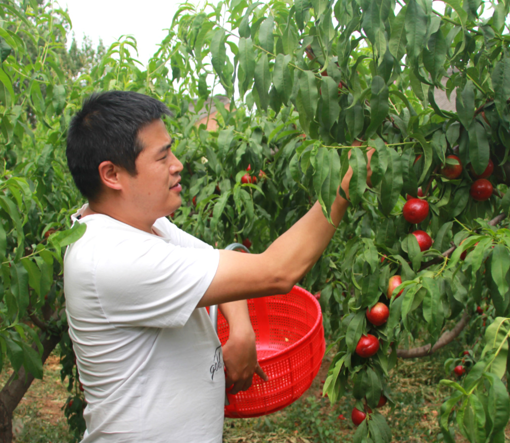 陕西周至露天甜油桃,周至骆峪水蜜桃