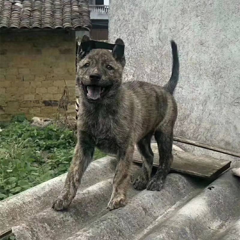 如果狗狗有这些特征说明可以旺家,狗狗有这几个特征说明它是好狗