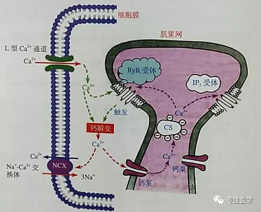 心力衰竭心功能恢复,心力衰竭的病理生理机制动画