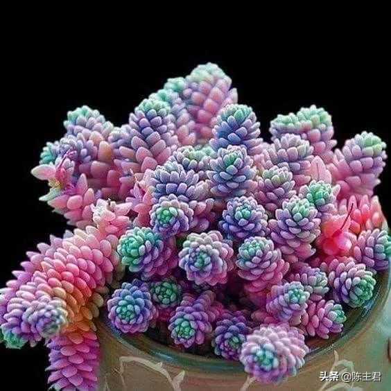 十大最贵法师多肉排行榜,玉露多肉最贵多少钱一棵