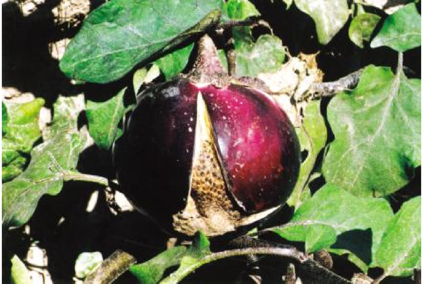 茄子畸形怎么办,茄子弯果多畸形果多的原因是什么