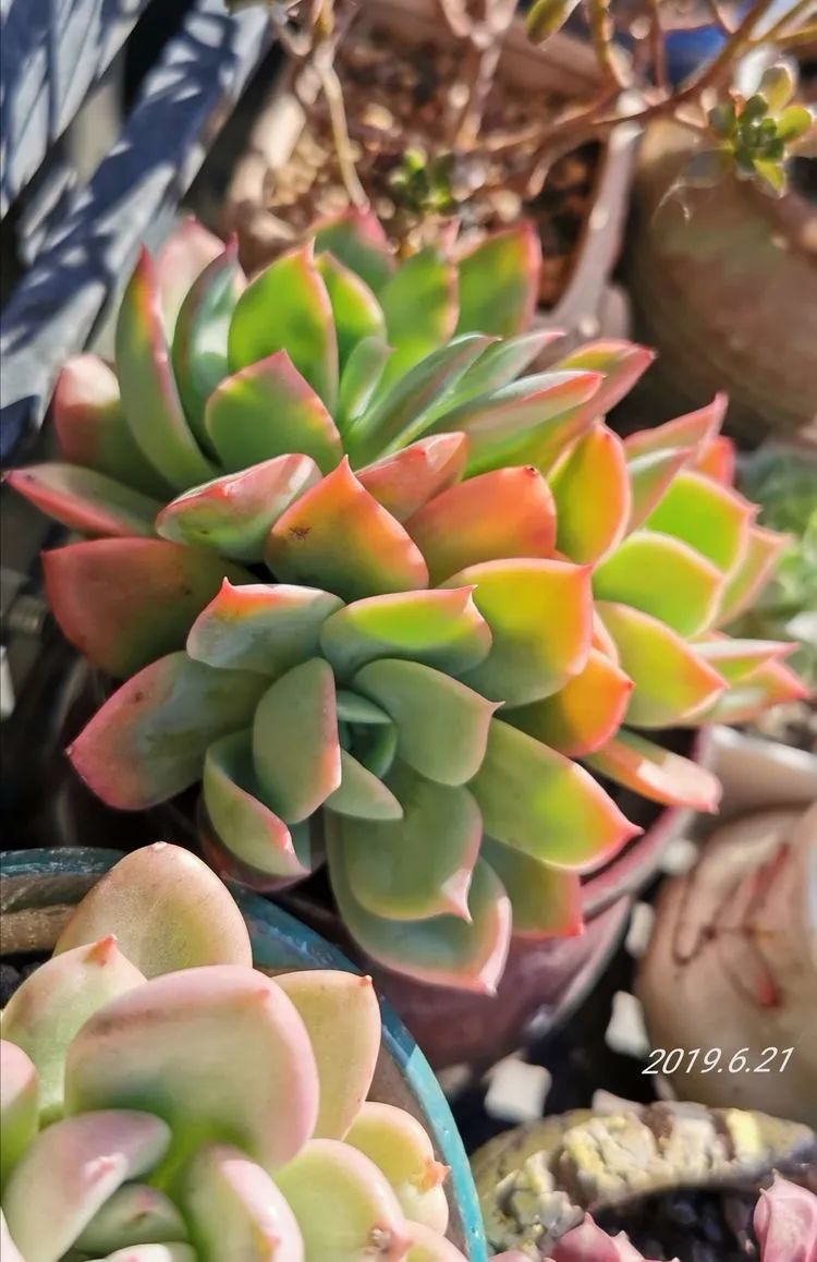 养多肉的人生感悟,人生如同养花