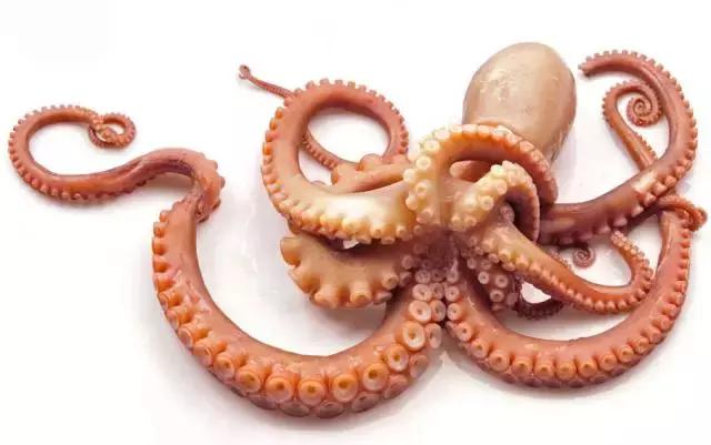 章鱼鱿鱼乌贼傻傻分不清,章鱼鱿鱼乌贼这三样有什么区别
