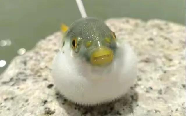 中国最好吃的4大淡水鱼,中国特别好吃的10种淡水鱼