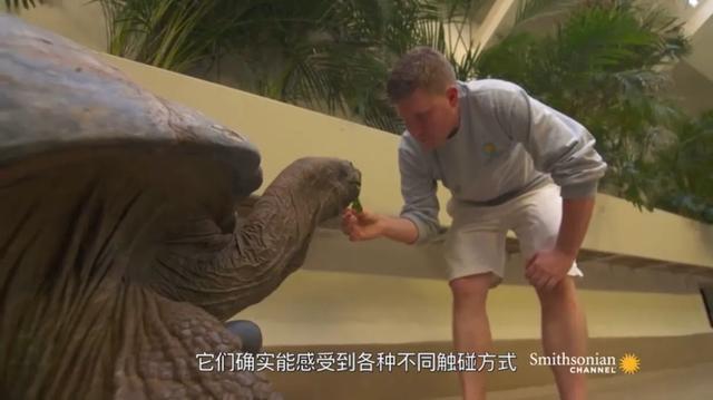 龟怎样才算认可主人,怎么增加和龟的互动性