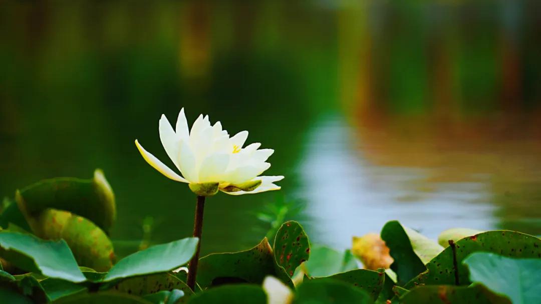 睡莲清心寡欲图片,睡莲夏日清欢