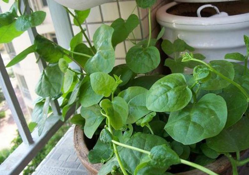 阳台上种菜一般种几个,阳台种菜几种种子放一起行吗