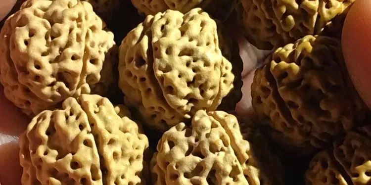 小金刚菩提梅花纹路什么价位,小金刚菩提什么纹路的最好