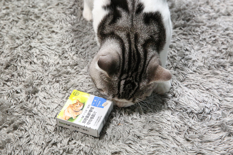 猫咪驱虫拜耳外驱一般什么价格,拜耳清宠物猫驱虫药好用吗