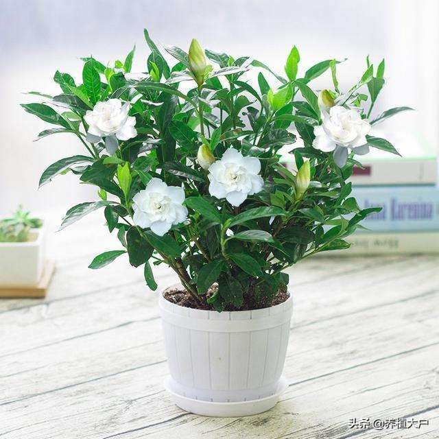 家里栀子花黄叶了怎么办,家里栀子花长蚜虫了怎么处理