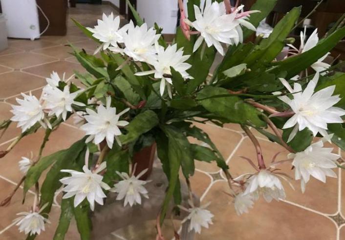 昙花只长杆不长叶怎么办,昙花怎么养才不会开花