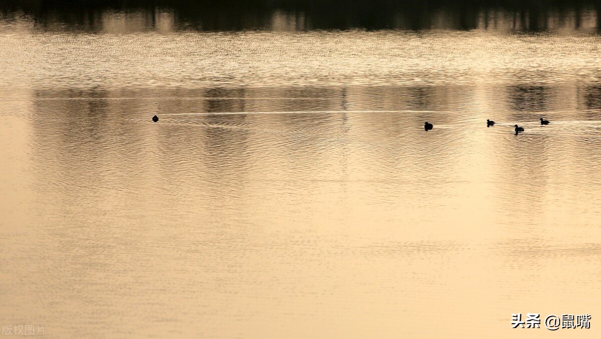 世说新语王徽之译文,广陵散世说新语译文