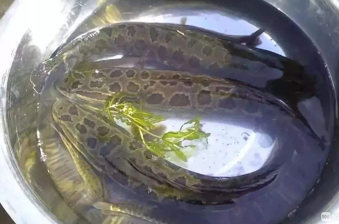 黑鱼钓法技巧全攻略,黑鱼到底该怎么钓