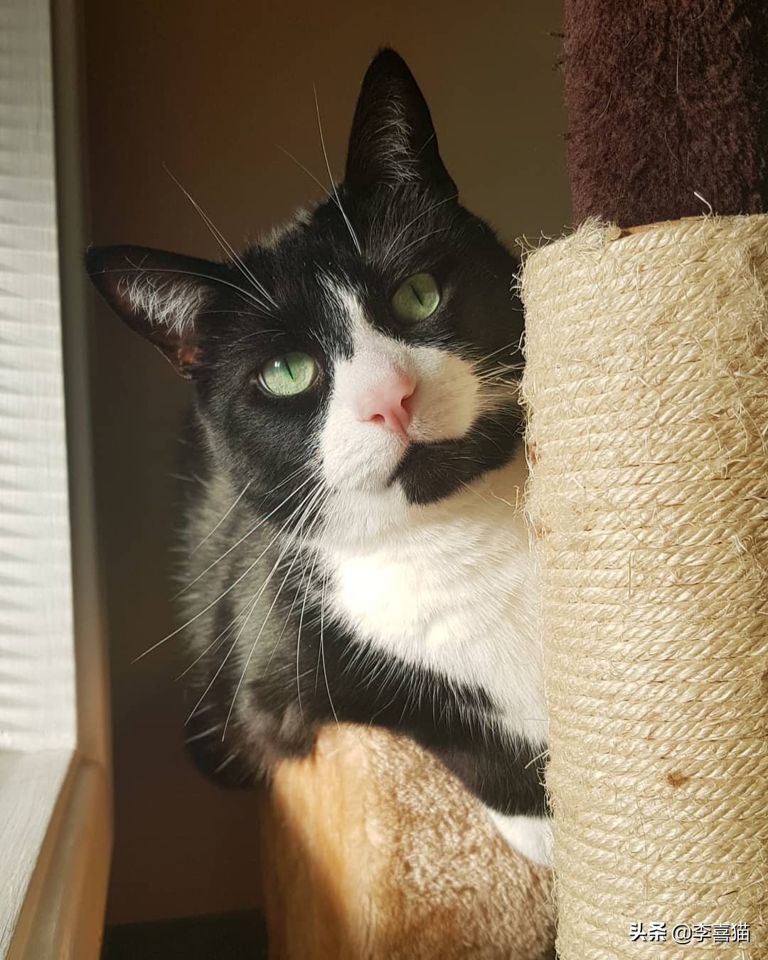 铲屎官如何避免猫咪挠到自己,铲屎官都会被猫咪挠吗