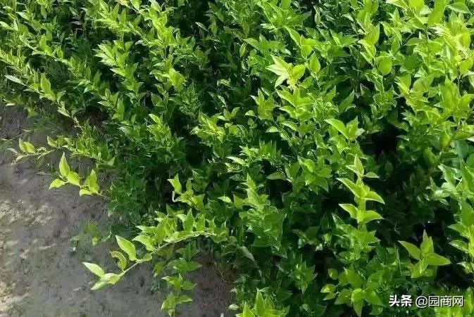 色块苗报价,小色块苗的种植前景