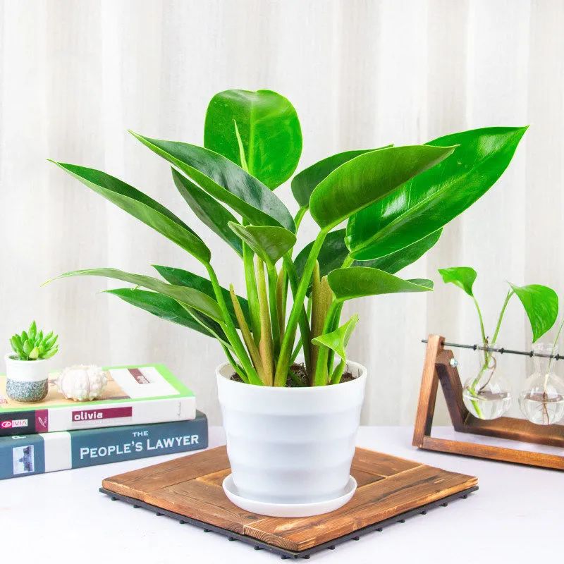 叶亮油绿大如象耳朵的绿钻，蔓绿绒这么养护，吉星高照满面春风