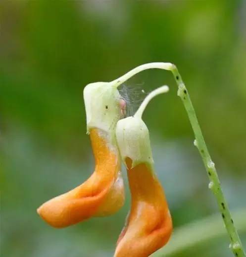 世界上有多少种花朵罕见 (最罕见的十大花朵排行榜)