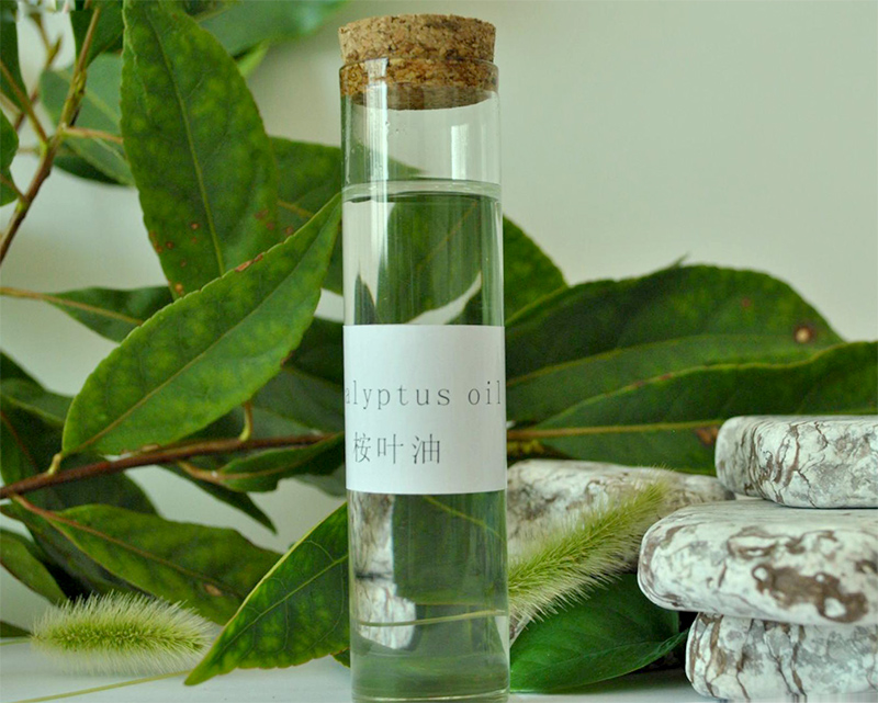 火的操控者——桉树，真正诠释了野火烧不尽，春风吹又生