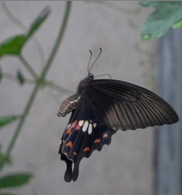 微距摄影后期处理小技巧是什么,微距摄影技巧及配件