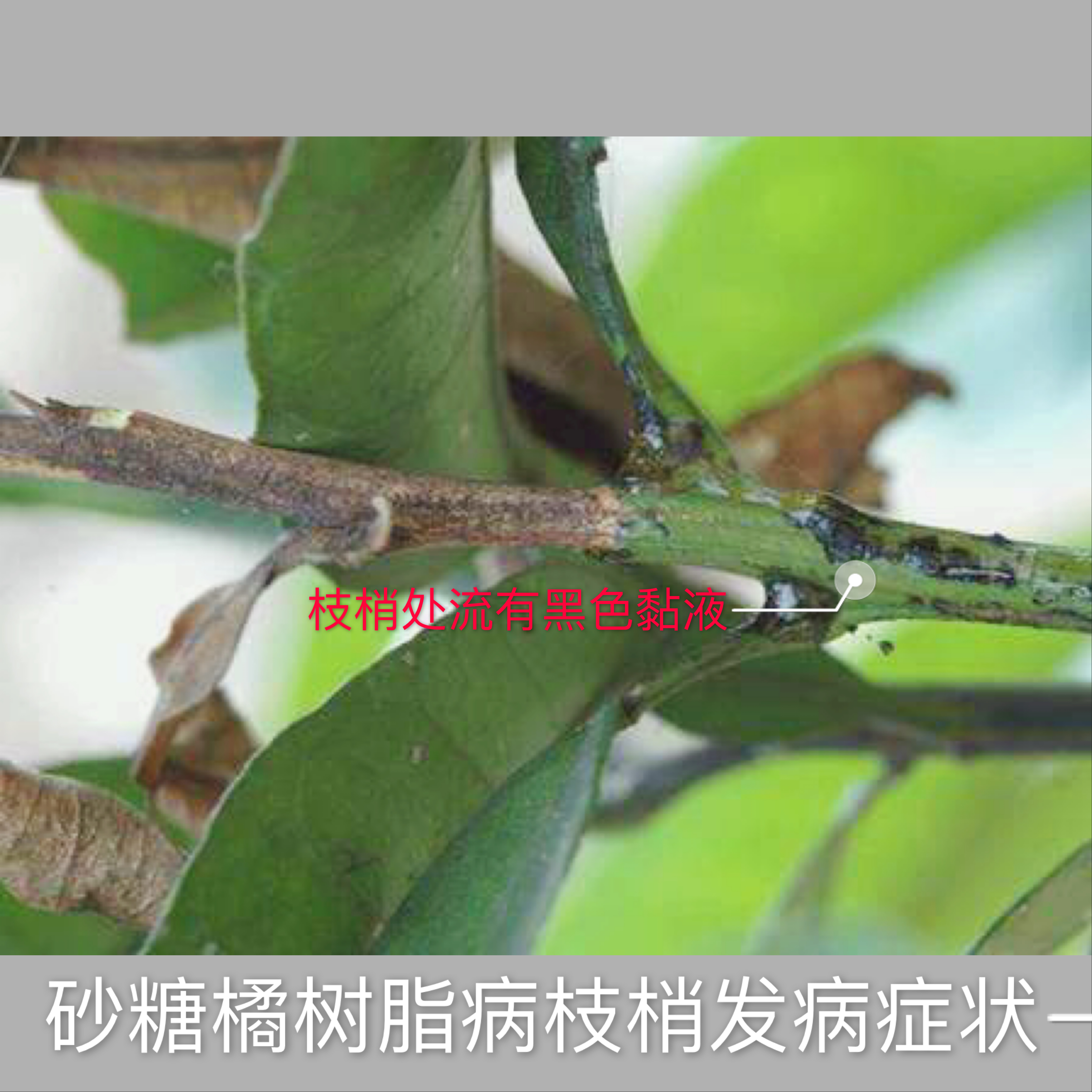 沙糖桔秋季落果,金秋砂糖橘成熟期病害