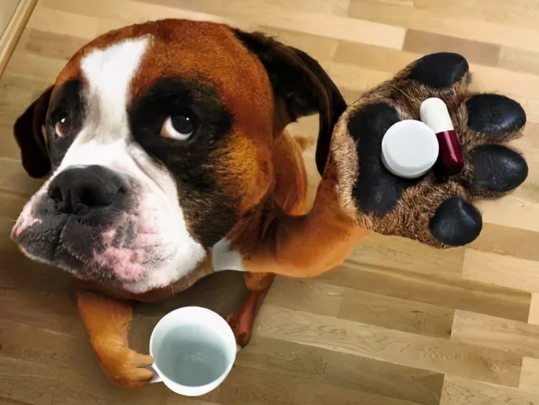 狗狗换粮后突然不吃狗粮怎么办,狗狗吃肉后不吃狗粮了