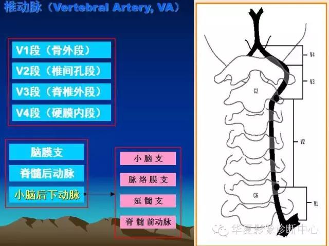小脑血管解剖分段,脑血管影像解剖讲解