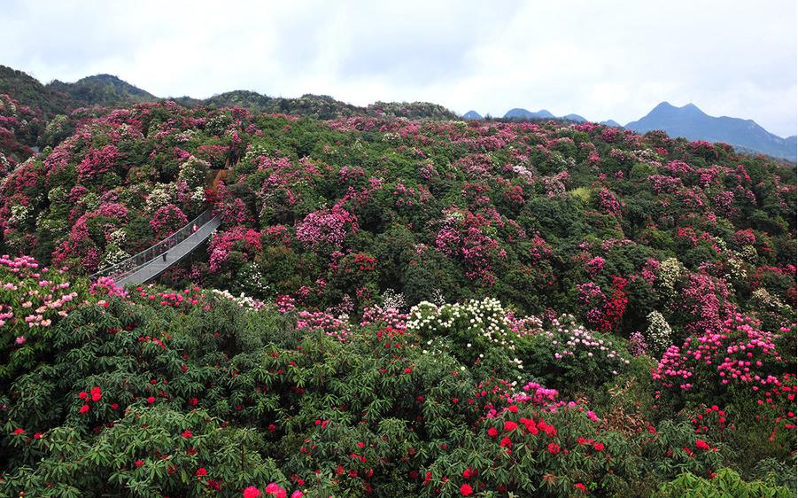 毕节市大方县旅游攻略一日游路线,毕节地区旅游攻略大全最新