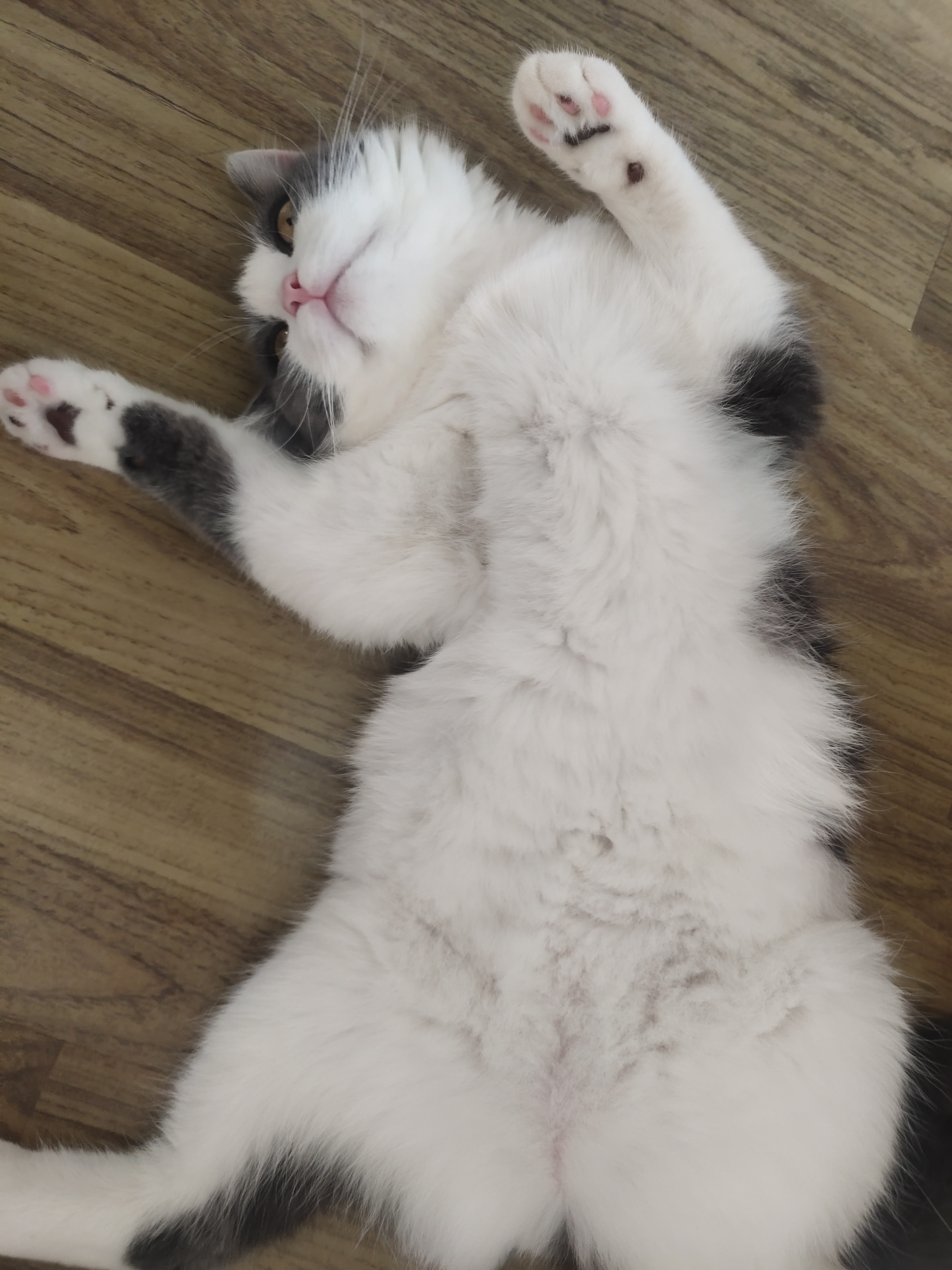 幼猫猫粮推荐真实测评皇家,什么猫粮比皇家猫粮好些