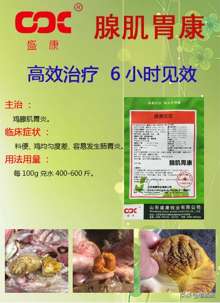 鸡中暑的症状及治疗方法视频,蛋鸡中暑用什么药恢复产蛋率