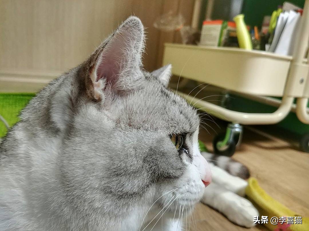 辟谣猫咪并非黑夜都能看得清,猫咪流泪跟猫粮有关吗