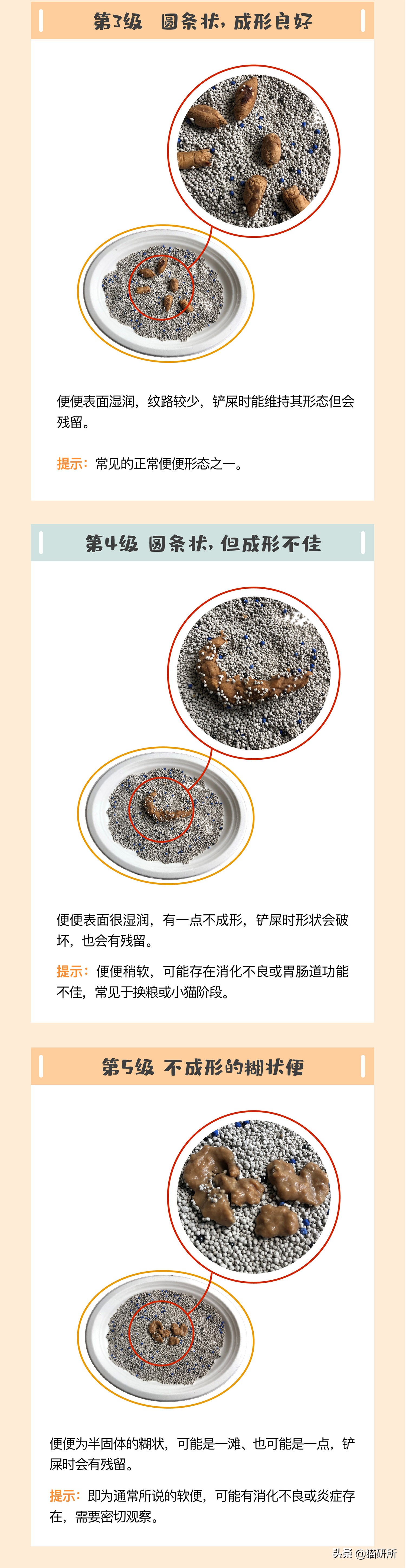 一张图学会判断猫咪拉稀严重程度,一张图学会判断猫咪呕吐