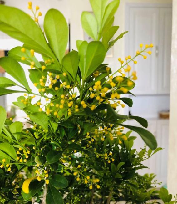 米兰花用什么肥枝繁叶茂,米兰花开花时如何养护