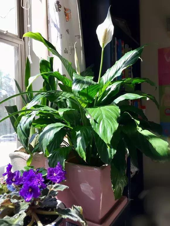 马蹄莲和白掌红掌的区别,马蹄莲和白掌哪个更加珍贵