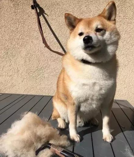 柴犬招财和可爱的小公主,柴犬萌萌